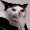 catgasp