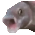 PogFish