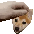petCHARLIE petCHARLIE