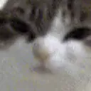 catto_angry catto_angry