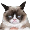 newkitescat