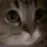 meow