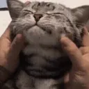 FOR_catpat