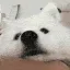 SamoyedBoop