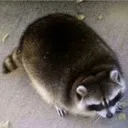fatrac