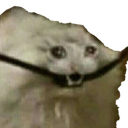 SadCableCat SadCableCat