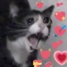 catlove