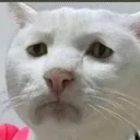 CIcatfrown CIcatfrown