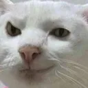 CIcatsmirk CIcatsmirk