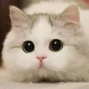 kittystare