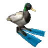 spin_duck