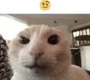 catsussu
