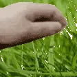 patgrass