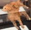 floatycat
