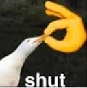 shut shut