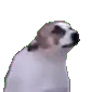 dancedog dancedog