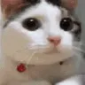nokitty nokitty