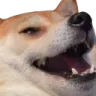 laugh1 laugh1
