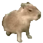capybara