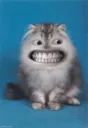 smilebigsmile