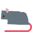 rat_Nebraska