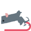 rat_Massachusetts