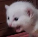 catscreaming catscreaming
