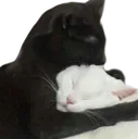 cat_hug
