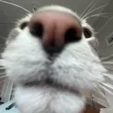 sniff