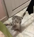 meowz