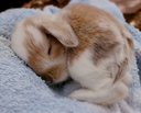 sleepybun sleepybun