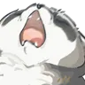 raccoonscree