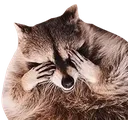 raccoonhide