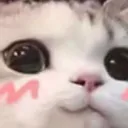 Blushcat blushCat Discord Emoji