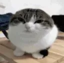 Catty