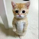 elgatooooo elgatooooo