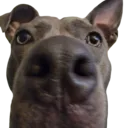 Dogstare Dogstare