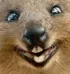 aussiebeaver