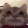 EGZ_catbruh