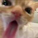 Catto catto Discord Emoji