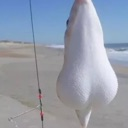ballfish Discord emoji