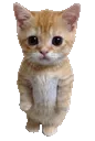 ELGATOSTARE