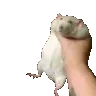 PotatoRatShake