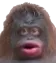 MONKE MONKE