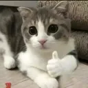 catok