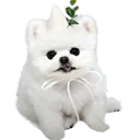 pongki pongki