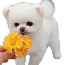 pongFlower