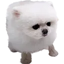 pongBall