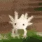 PotatoAxolotlDerp2