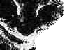 ungatohorror